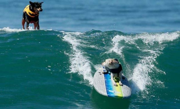 Hayvanlar aleminden birbirinden ilginç ve sevimli kareler! - Sayfa 28