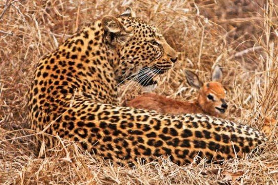 Hayvanlar aleminden birbirinden ilginç ve sevimli kareler! - Sayfa 17