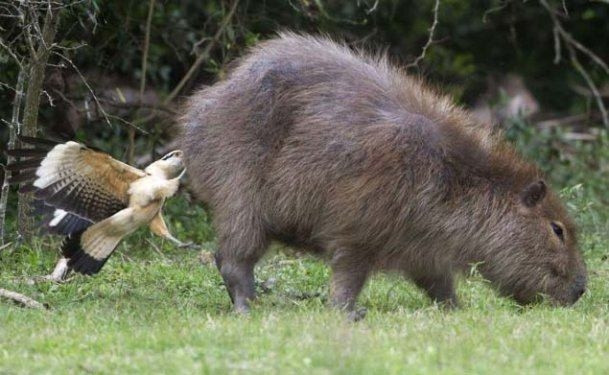 Hayvanlar aleminden birbirinden ilginç ve sevimli kareler! - Sayfa 15