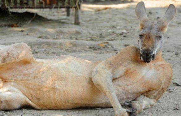 Hayvanlar aleminden birbirinden ilginç ve sevimli kareler! - Sayfa 18