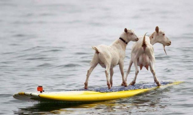 Hayvanlar aleminden birbirinden ilginç ve sevimli kareler! - Sayfa 27