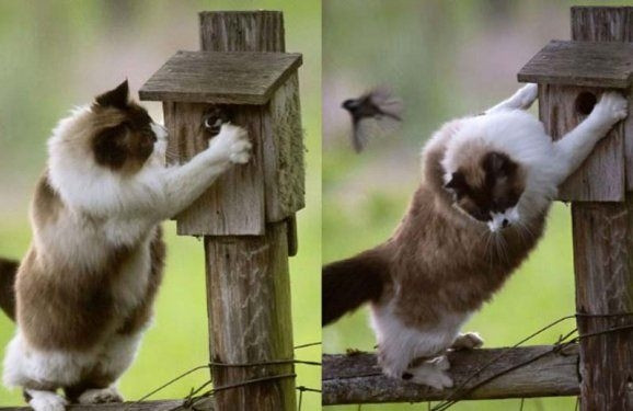 Hayvanlar aleminden birbirinden ilginç ve sevimli kareler! - Sayfa 9