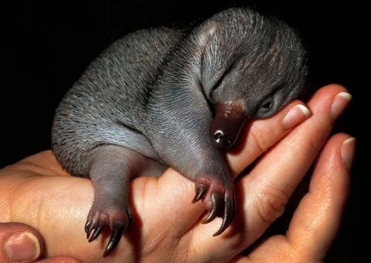 Hayvanlar aleminden birbirinden ilginç ve sevimli kareler! - Sayfa 21