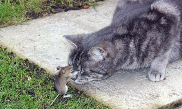Hayvanlar aleminden birbirinden ilginç ve sevimli kareler! - Sayfa 16
