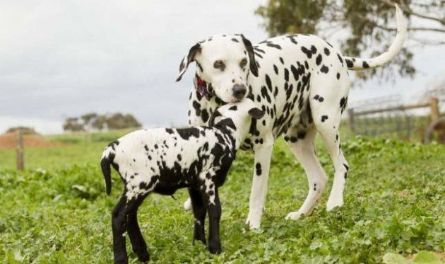 Hayvanlar aleminden birbirinden ilginç ve sevimli kareler! - Sayfa 29