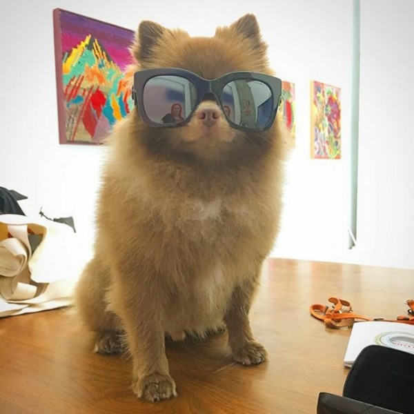 Ayıcık köpek Bert'in barınaktan sanat galerisine uzanan hikayesi... - Sayfa 7