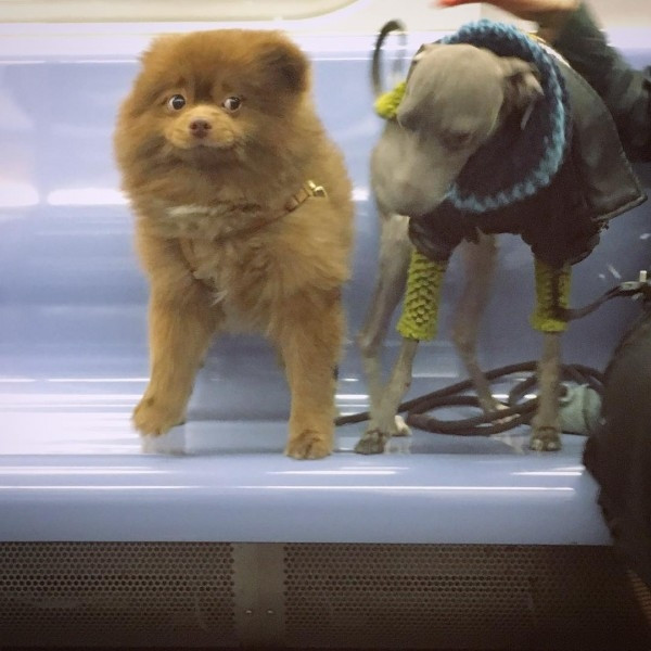 Ayıcık köpek Bert'in barınaktan sanat galerisine uzanan hikayesi... - Sayfa 9