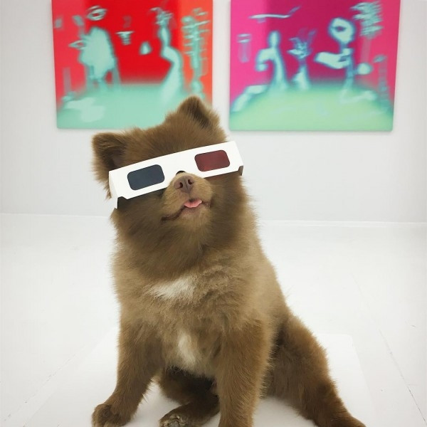 Ayıcık köpek Bert'in barınaktan sanat galerisine uzanan hikayesi... - Sayfa 5