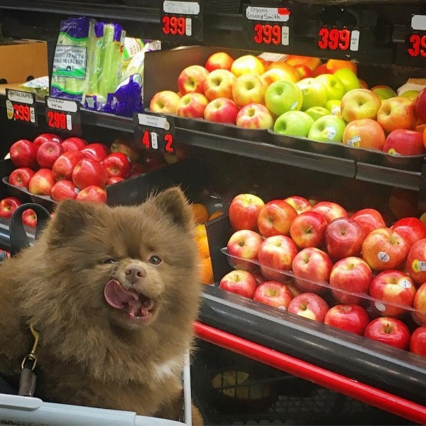 Ayıcık köpek Bert'in barınaktan sanat galerisine uzanan hikayesi... - Sayfa 10