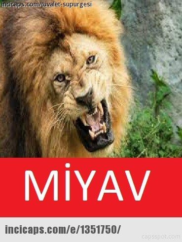 Beşiktaş 3 attı, sosyal medyada caps patlaması yaşandı... - Sayfa 9