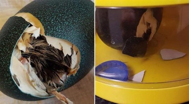 Süs diye aldığı yumurtadan öyle bir şey çıktı ki! - Sayfa 5