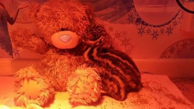 Süs diye aldığı yumurtadan öyle bir şey çıktı ki! - Sayfa 6