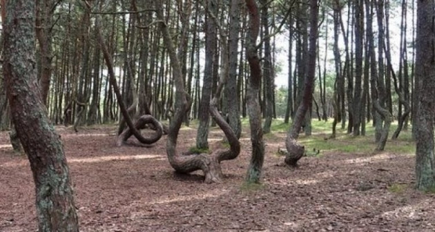 Bu ormanda ağaçlar dans ediyor! - Sayfa 7