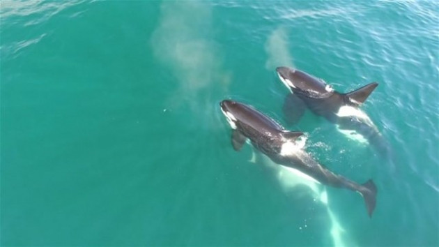 İlginç vahşi yaşam fotoğrafları! - Sayfa 22