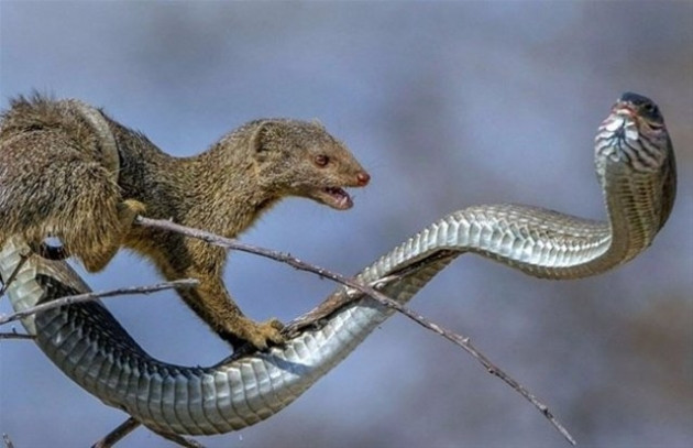 İlginç vahşi yaşam fotoğrafları! - Sayfa 7