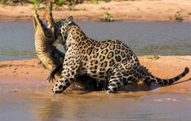 İlginç vahşi yaşam fotoğrafları! - Sayfa 6