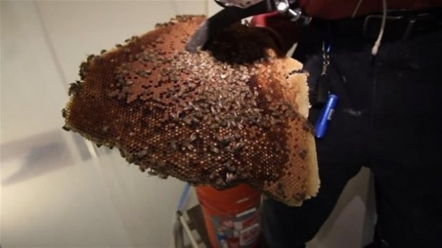 Duvarı delince acı gerçekle karşılaştı! - Sayfa 16