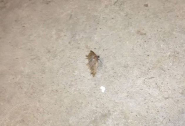 Kulağından çıkanlara kimse inanamadı! - Sayfa 13