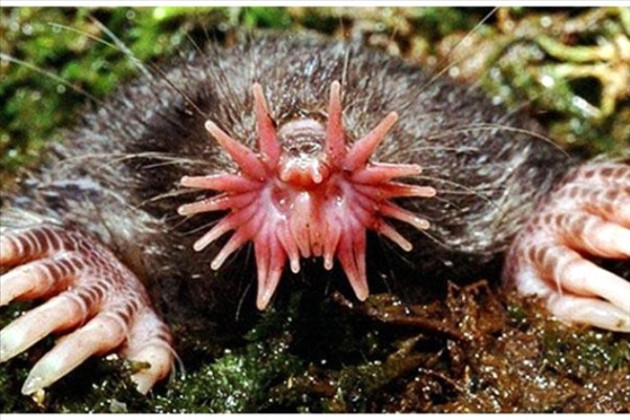 Dünyanın en garip hayvanları! - Sayfa 17