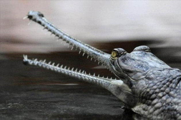 Dünyanın en garip hayvanları! - Sayfa 13