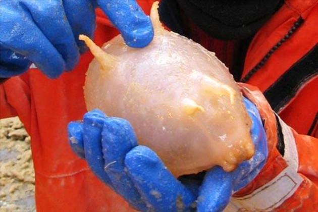 Dünyanın en garip hayvanları! - Sayfa 12