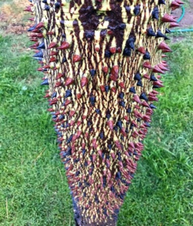 Gerçek olduğuna inanamayacaksınız! - Sayfa 7