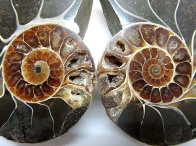 Küçük kız oyuncak sandı, bakın ne çıktı! - Sayfa 6