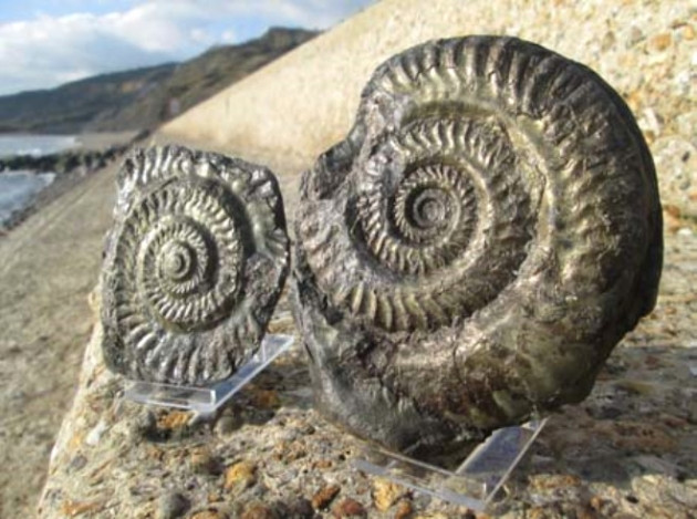 Küçük kız oyuncak sandı, bakın ne çıktı! - Sayfa 8