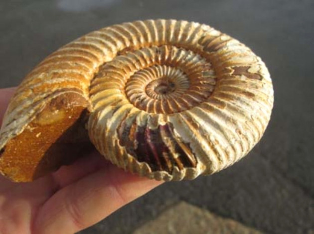 Küçük kız oyuncak sandı, bakın ne çıktı! - Sayfa 7