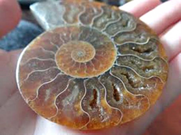 Küçük kız oyuncak sandı, bakın ne çıktı! - Sayfa 15