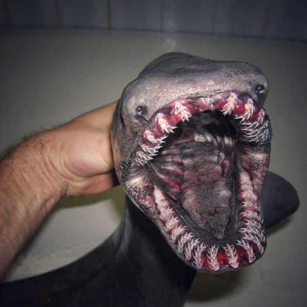 Gözleri, görenleri dehşete düşürdü! - Sayfa 9