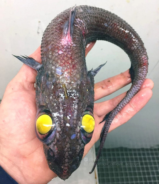 Gözleri, görenleri dehşete düşürdü! - Sayfa 20