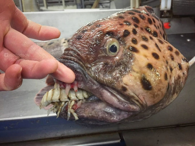 Gözleri, görenleri dehşete düşürdü! - Sayfa 8