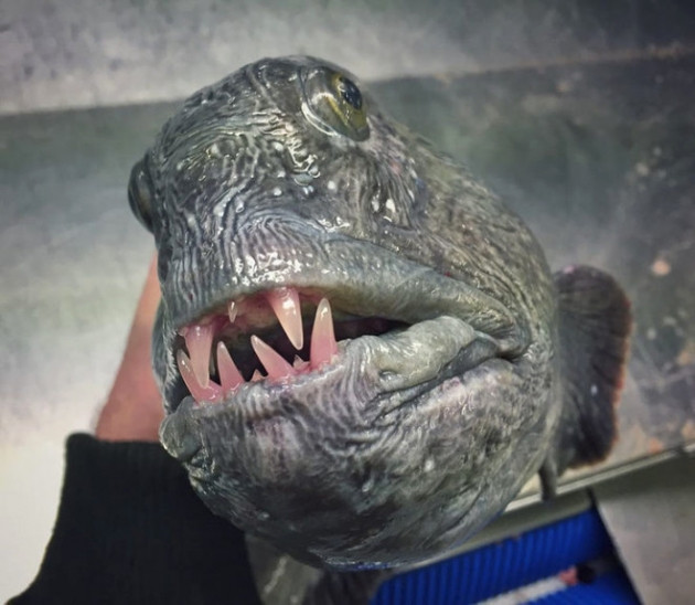 Gözleri, görenleri dehşete düşürdü! - Sayfa 5