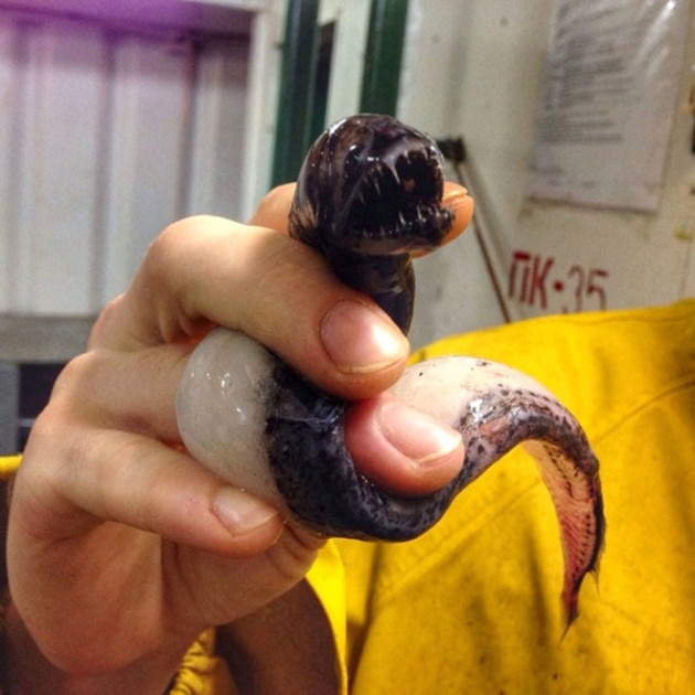 Gözleri, görenleri dehşete düşürdü! - Sayfa 14