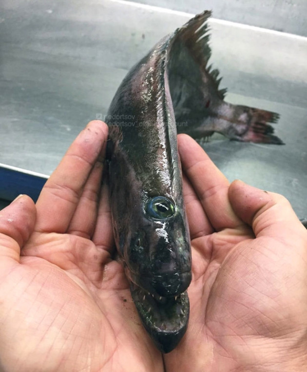 Gözleri, görenleri dehşete düşürdü! - Sayfa 7