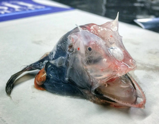 Gözleri, görenleri dehşete düşürdü! - Sayfa 13